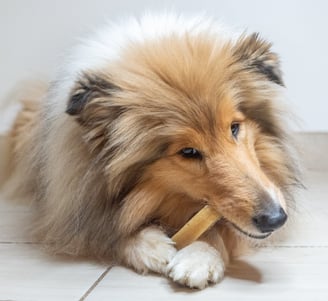 fromage de l'himalaya pour chien