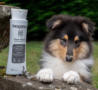shampooings naturels pour chien