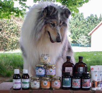 meilleurs compléments alimentaires pour chien