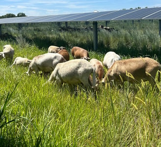 a flock of sheep grazing under solar panels