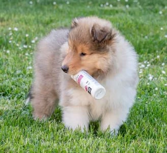 soins spécifiques pour chien