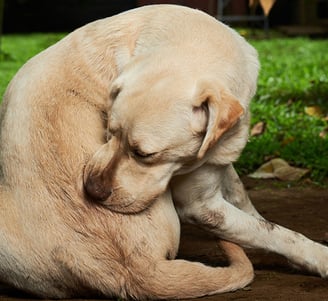 allergic dog