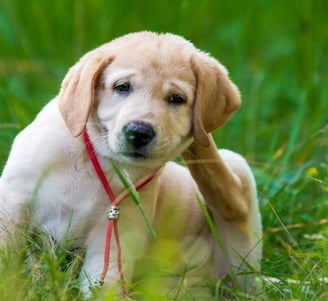 allergic dog