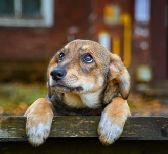 Dog food for Diarrhea