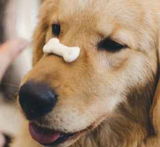 Dog treats