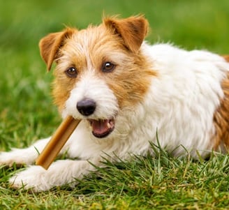 Dog treats