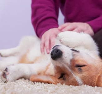 dog with a sensitive stomach