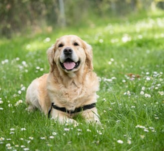 dog with Diabetes