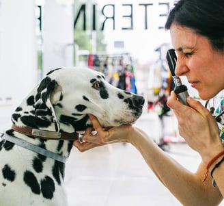 dog with Diabetes