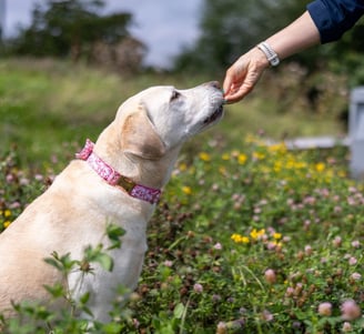 dog with a sensitive stomach