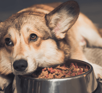 dog food for finicky eaters