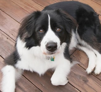 mixed breed dog