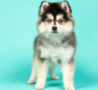 ixed breed dog