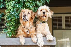 mixed breed dog