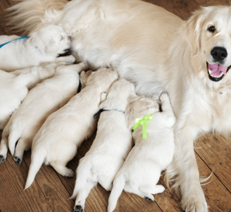 nursing dog2