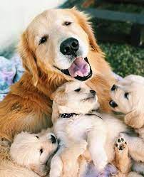 nursing dog