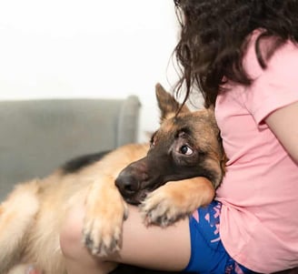 pregnant dog with owner
