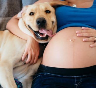 pregnant dog and woman