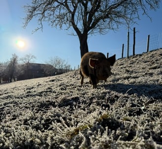 a pig in the snow with a tree in the background