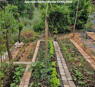 Ayurvedic Kitchen Garden