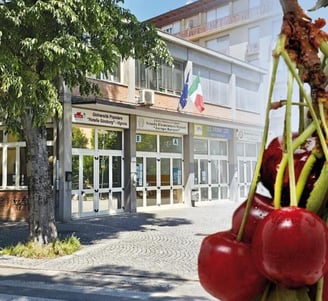 a bunch of cherries hanging from a tree