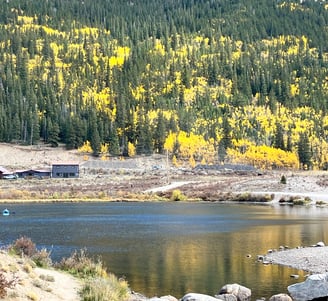 Vibrant fall aspens glowing yellow among pine trees in the mountains near Alma, Colorado.