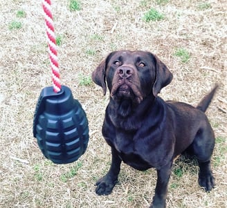 jouets pour chien