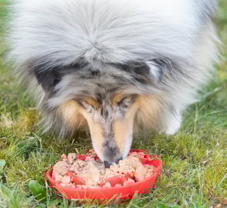 alimentation natural pour chien