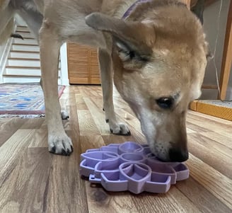meilleures gamelles pour chien