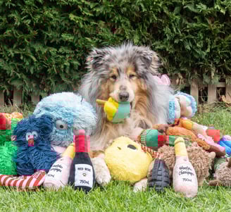 meilleurs jouets pour chien