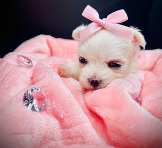 a small white Maltese puppy in a pink blanket