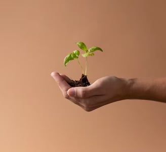 a person holding a plant in their hands
