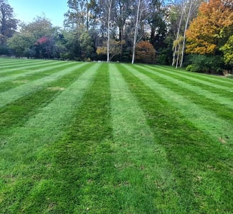 lawn fertlizer 