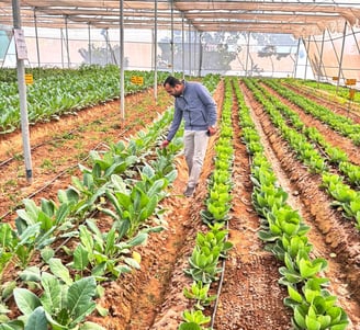 a man standing in a greenhouse with a lot of vegetables -hydrogreen Energy Pvt Ltd