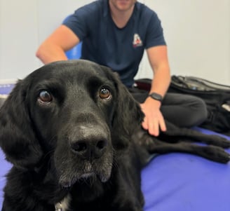 Labrador receiving physiotherapy