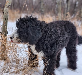 a black dog is standing in the snow