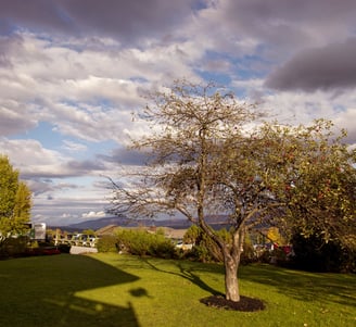 Trapp family Lodge view