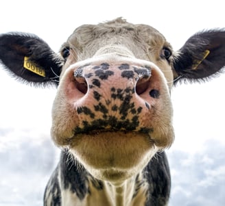 Close-up of a cow with ear markings in a pasture.