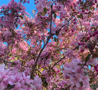 flowering pink crabapple on a sunny day in Edmonton