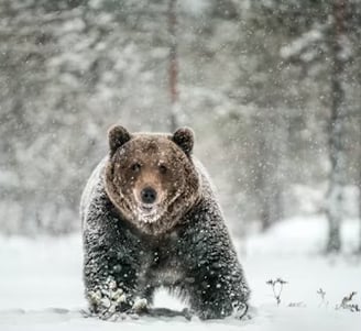 a bear bear in the snow