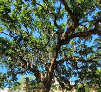 Live Oak tree with Spanish Moss against a blue sky.