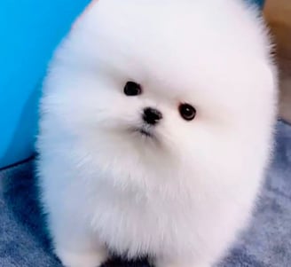 Ejemplo de Pomeranian blanco Original