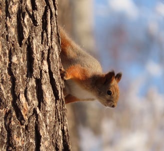 Eichhörnchen am Baum