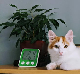 A cat sitting with a thermometer