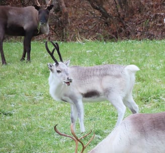 Rentierkalb am Polarkreis