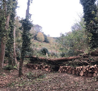 Storm Restoration _ Land Culture