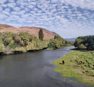 estero Zamorano, humedales, San Vicente