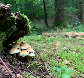 versteckte Pilze