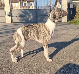 Chiot lévrier whippet réservé