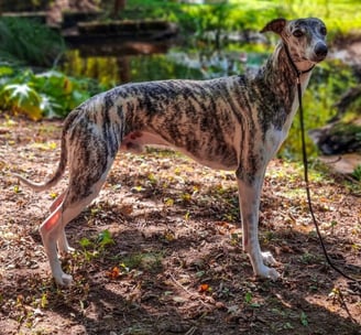 Lévrier whippet en exosition canine